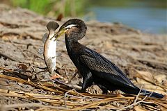 Australasian Darter